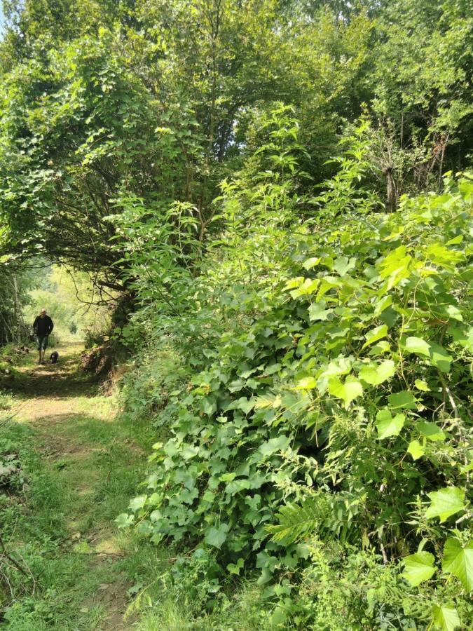Grande Tente Tipi En Pleine Foret Burzet Екстериор снимка