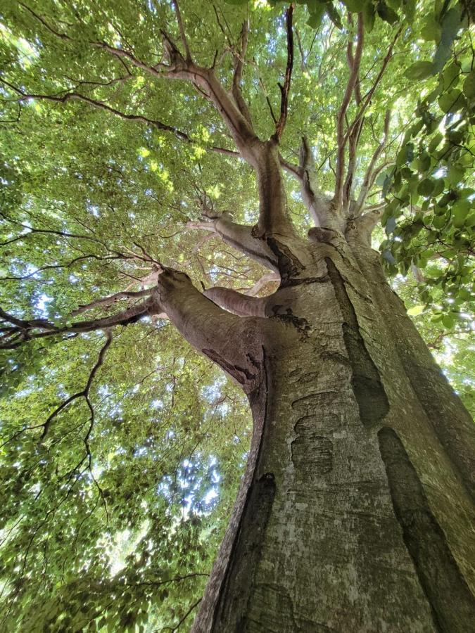 Grande Tente Tipi En Pleine Foret Burzet Екстериор снимка